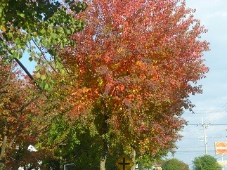 f:id:cangael:20121109152018j:image:right