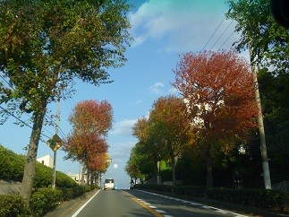 f:id:cangael:20121109152128j:image:right