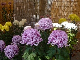 f:id:cangael:20121112140210j:image:left