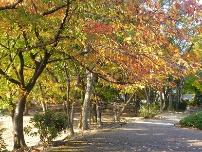 f:id:cangael:20121112151840j:image:right