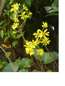 f:id:cangael:20121116101401j:image:right