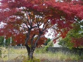 f:id:cangael:20121123123012j:image:right