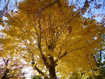 f:id:cangael:20121125131731j:image