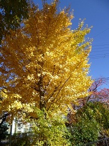 f:id:cangael:20121125131848j:image:left