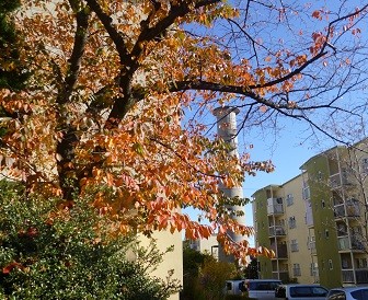 f:id:cangael:20121125132600j:image