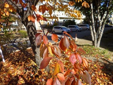 f:id:cangael:20121125132641j:image