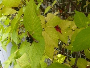 f:id:cangael:20121130142125j:image
