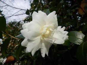 f:id:cangael:20121130142207j:image:left