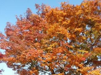 f:id:cangael:20121203141530j:image:right