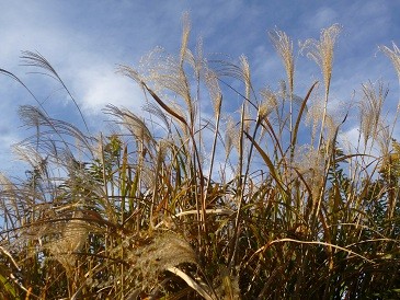 f:id:cangael:20121203152246j:image:left