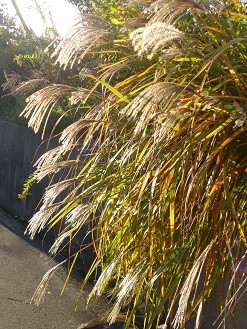 f:id:cangael:20121203152255j:image:right