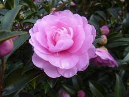 f:id:cangael:20121203152905j:image:right