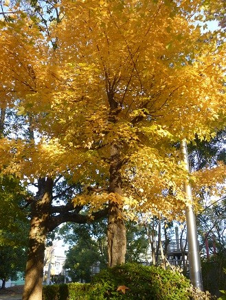 f:id:cangael:20121203154406j:image:right