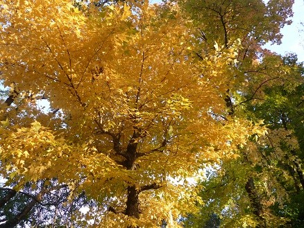 f:id:cangael:20121203154456j:image:left