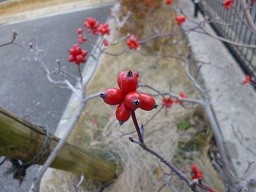 f:id:cangael:20121211144604j:image:right