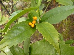 f:id:cangael:20121213125208j:image:right