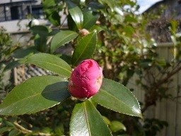 f:id:cangael:20121213125220j:image:left