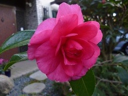 f:id:cangael:20121214153201j:image:left