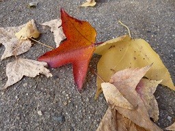 f:id:cangael:20121216144451j:image:left