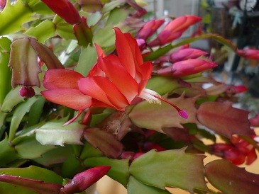 f:id:cangael:20121219143510j:image:right