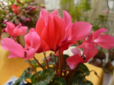 f:id:cangael:20121219143521j:image:right