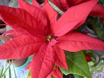 f:id:cangael:20121219143625j:image:right