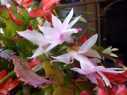 f:id:cangael:20121227111239j:image:left