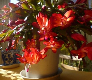 f:id:cangael:20121227111647j:image:left
