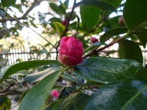 f:id:cangael:20130107144535j:image:left