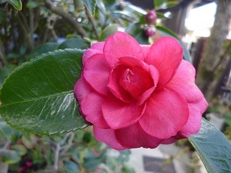 f:id:cangael:20130107144546j:image:left