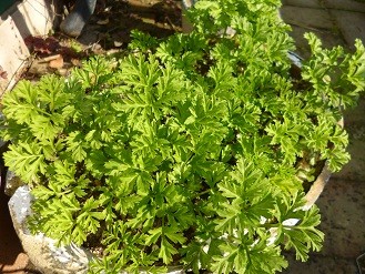 f:id:cangael:20130108123810j:image