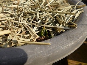 f:id:cangael:20130108123900j:image:left