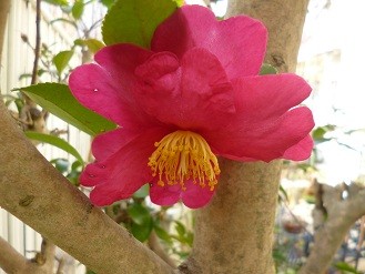 f:id:cangael:20130108124047j:image