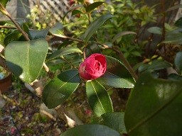 f:id:cangael:20130108124241j:image