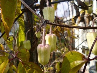 f:id:cangael:20130108124329j:image:left