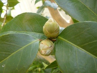 f:id:cangael:20130108125407j:image