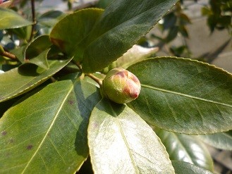 f:id:cangael:20130108125431j:image