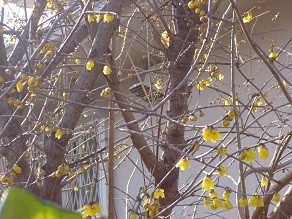 f:id:cangael:20130109115417j:image:right