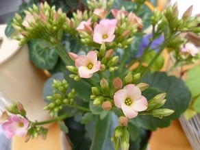 f:id:cangael:20130115124853j:image:right