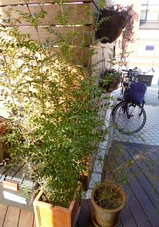 f:id:cangael:20130116143222j:image:right