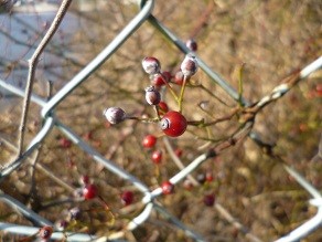 f:id:cangael:20130119145201j:image