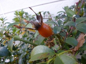 f:id:cangael:20130119145904j:image:left