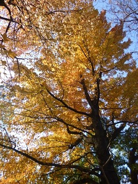 f:id:cangael:20130119151015j:image:left