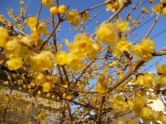 f:id:cangael:20130128162817j:image:right