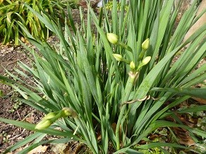 f:id:cangael:20130202140655j:image:right