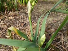 f:id:cangael:20130202140735j:image:left