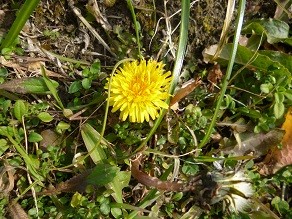 f:id:cangael:20130202142054j:image