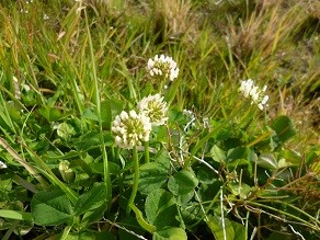 f:id:cangael:20130202142217j:image