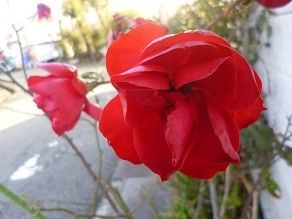 f:id:cangael:20130203161922j:image:right