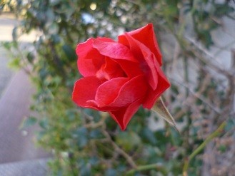 f:id:cangael:20130203161959j:image:right